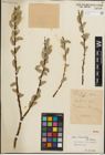 Foto von Salix iliensis Regel